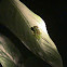 Glass frog