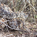 Gopher Snake