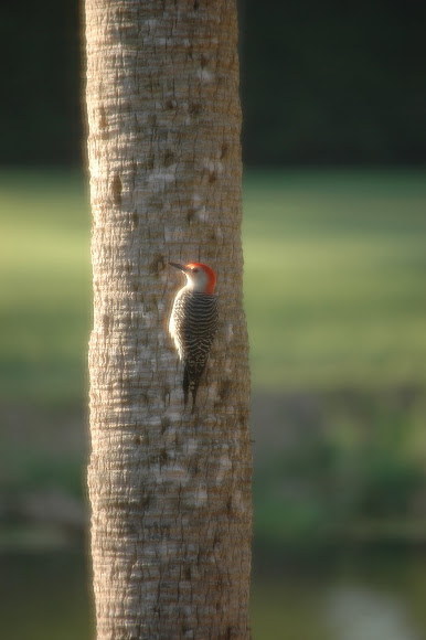 Spotting Image 1