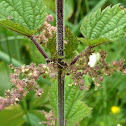 Stinging Nettle