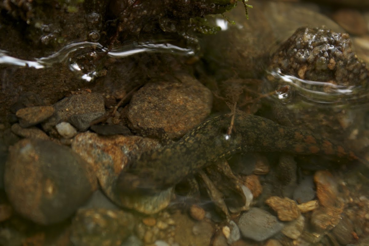 Northern Dusky Salamander  