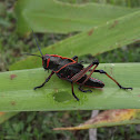 Lubber grasshopper nymph