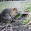Little quokka