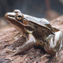 Southern leopard frog
