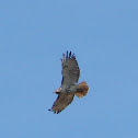 Red-tailed Hawk
