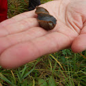 Slug