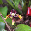 Orquídea
