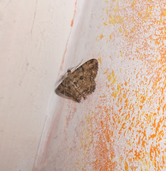 Spotting Image 1