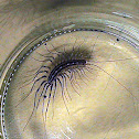 House Centipede