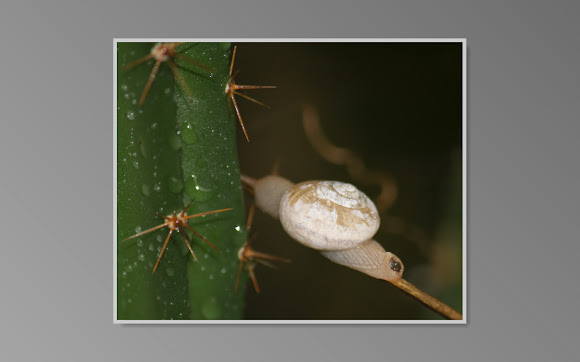 Spotting Image 1