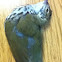 Ovenbird