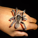 Araña pelua