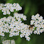 Hover fly