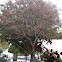 Jabonero de la China, Farolillos, Sapindo de China, Árbol de los farolitos, Kolreuteria.