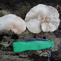 common white crep