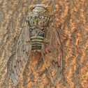 Cicada