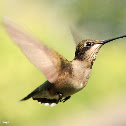 Ruby-throated hummingbird