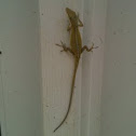 Anole