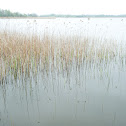 Common reed