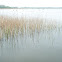 Common reed