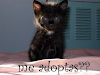 Se Dan En Adopcion Gatitos