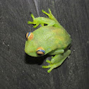 Rough-skinned Tree Frog