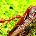 Weaver ant