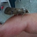 Moth