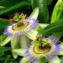 Pasiflora pasionaria