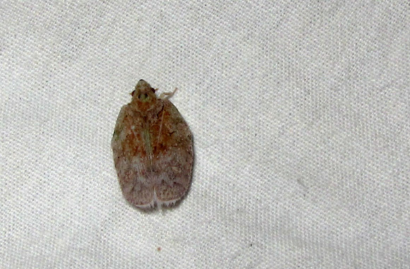 Spotting Image 1