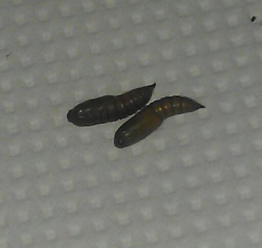Spotting Image 1