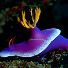 Giant Hypselodoris
