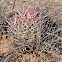 Fishhook barrel cactus