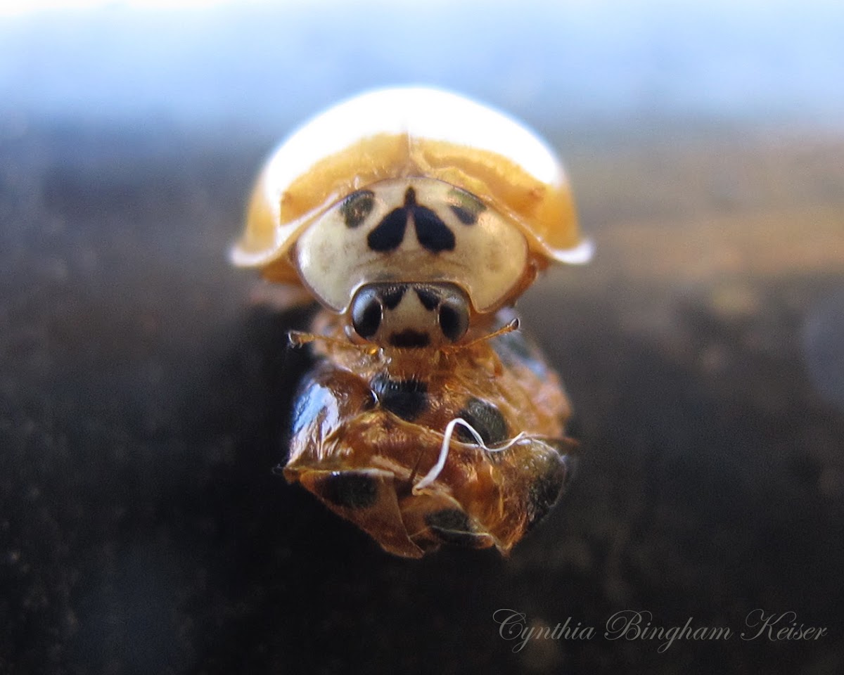 (Newly emerged) Asian Ladybird Beetle