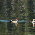 Spot billed Duck