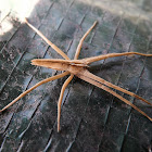 Nursery Web Spider
