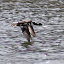 Hooded Merganser
