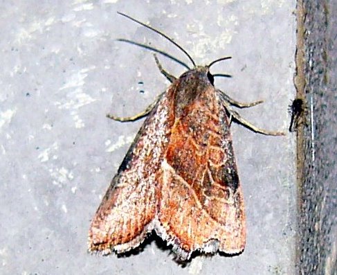 Spotting Image 1