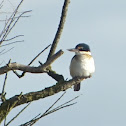 Sacred Kingfisher Kōtare