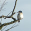Sacred Kingfisher Kōtare