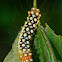 White flannel moth caterpillar