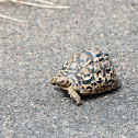 Leopard tortoise