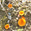 Orange Peel Fungus