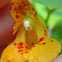 jewelweed