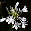 Agapanthus
