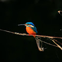 Small blue kingfisher or common kingfisher
