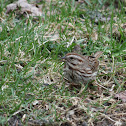 Song sparrow