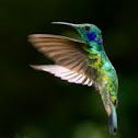 Humming bird