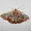 Wattle Bizarre Looper Moth