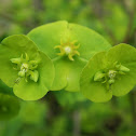 Wood spurge